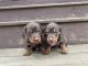 Dachshund Puppies for sale in Sharon, SC 29742, USA. price: NA