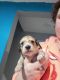 Dachshund Puppies for sale in Nebraska St, David City, NE 68632, USA. price: $900