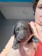 Dachshund Puppies for sale in Nebraska St, David City, NE 68632, USA. price: $900
