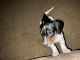 Dachshund Puppies for sale in Fountain Run, KY 42133, USA. price: $800