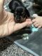 Dachshund Puppies for sale in Prescott, AZ, USA. price: $1,500