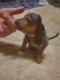 Dachshund Puppies for sale in Fallon, NV 89406, USA. price: $1,000