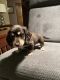 Dachshund Puppies for sale in Jefferson City, MO, USA. price: NA