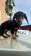 Dachshund Puppies for sale in Victorville, CA, USA. price: $900
