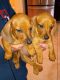 Dachshund Puppies for sale in Yuma, AZ, USA. price: $600