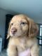 Dachshund Puppies for sale in Gaffney, SC, USA. price: NA