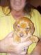 Dachshund Puppies for sale in Nebraska St, David City, NE 68632, USA. price: NA