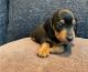 Dachshund Puppies for sale in Florida St, San Francisco, CA, USA. price: $380