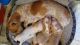 Dachshund Puppies for sale in Pahrump, NV, USA. price: NA