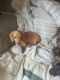 Dachshund Puppies for sale in Belleville, MI 48111, USA. price: $1,200