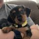 Dachshund Puppies for sale in Pine River, MN, USA. price: $800