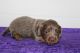 Dachshund Puppies for sale in Bloomington, IN, USA. price: NA