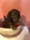Dachshund Puppies for sale in Poplar Bluff, MO 63901, USA. price: NA