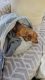 Dachshund Puppies for sale in Mesa, AZ, USA. price: $2,000