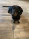 Dachshund Puppies for sale in Shreveport, LA, USA. price: NA