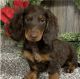 Dachshund Puppies for sale in White Plains, NY, USA. price: NA