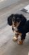 Dachshund Puppies for sale in West Palm Beach, FL 33401, USA. price: NA