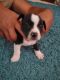 Dachshund Puppies for sale in Mililani, HI 96789, USA. price: $800