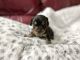 Dachshund Puppies for sale in Neosho, MO 64850, USA. price: $900