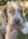 Dachshund Puppies for sale in Kissimmee, FL, USA. price: NA