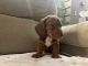 Dachshund Puppies for sale in Farmington Hills, MI, USA. price: NA