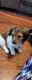 Dachshund Puppies for sale in Nebraska St, David City, NE 68632, USA. price: $850