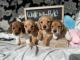 Dachshund Puppies for sale in Neosho, MO 64850, USA. price: $900