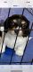 Dachshund Puppies for sale in 84B Poorman Creek Rd, Twisp, WA 98856, USA. price: $1,200