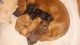 Dachshund Puppies for sale in Nockamixon Township, PA, USA. price: $100,000