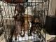 Dachshund Puppies for sale in San Antonio, TX, USA. price: NA