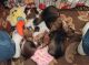 Dachshund Puppies for sale in Wyoming, MI, USA. price: NA