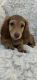 Dachshund Puppies for sale in Apollo Beach, FL 33572, USA. price: $1,800