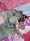 Dachshund Puppies for sale in Defuniak Springs, FL, USA. price: NA