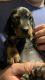 Dachshund Puppies for sale in Hoagland, IN 46745, USA. price: NA