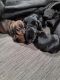 Dachshund Puppies for sale in Acton, CA 93510, USA. price: NA