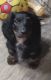 Dachshund Puppies for sale in Akron, OH, USA. price: $675
