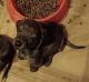 Dachshund Puppies for sale in Mansfield, OH, USA. price: $550