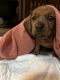 Dachshund Puppies for sale in Nashville, NC 27856, USA. price: $650