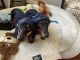 Dachshund Puppies for sale in Winter Springs, FL, USA. price: $450