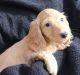 Dachshund Puppies for sale in Houston Heights, Houston, TX 77008, USA. price: $600