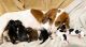 Dachshund Puppies for sale in Bartlett, TN, USA. price: NA