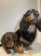 Dachshund Puppies for sale in San Diego, CA, USA. price: $1,400