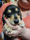 Dachshund Puppies for sale in Salem, OH 44460, USA. price: NA