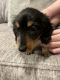 Dachshund Puppies for sale in Rainbow City, AL, USA. price: NA