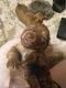 Dachshund Puppies for sale in Nebraska St, David City, NE 68632, USA. price: $87,500
