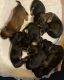 Dachshund Puppies for sale in Middleburg, FL 32068, USA. price: NA