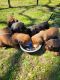 Dachshund Puppies for sale in Fort Worth, TX, USA. price: NA