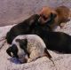 Dachshund Puppies for sale in Jewett, TX 75846, USA. price: $1,000