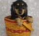Dachshund Puppies for sale in Hickory, NC, USA. price: NA