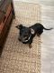Dachshund Puppies for sale in Winter Springs, FL, USA. price: $550